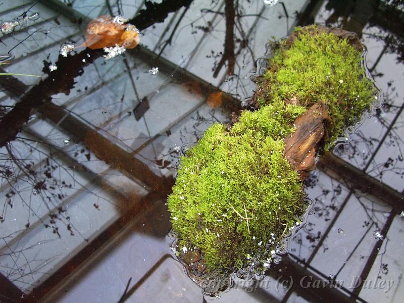 Improbable reflections, Royal Botanic Gardens Kew IMGP6392.JPG